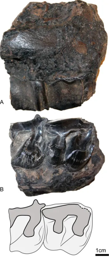 Fig 7. Amynodontopsis aff. bodei from Dorog (late Middle Eocene; Hungary). A-B: Right maxillary fragment (HNHM PAL 2017.54.1) with upper M2-3 in labial (A) and occlusal (B) views.