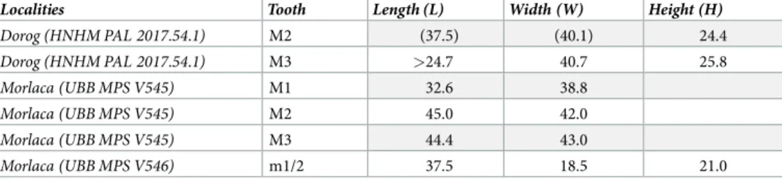 Table 3. Measurements (in mm) of the dentition of UBB MPS V545, UBB MPS V546 and HNHM PAL 2017.54.1, referred to Amynodontopsis aff
