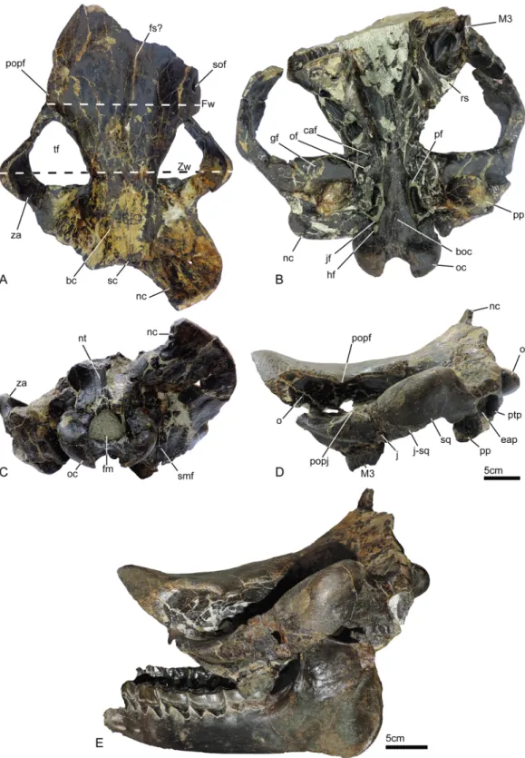 Fig 2. Skull of Sellamynodon zimborensis (holotype, UBB MPS 15795), a Late Eocene-Early Oligocene amynodontid from Dobaˆrca (Romania)