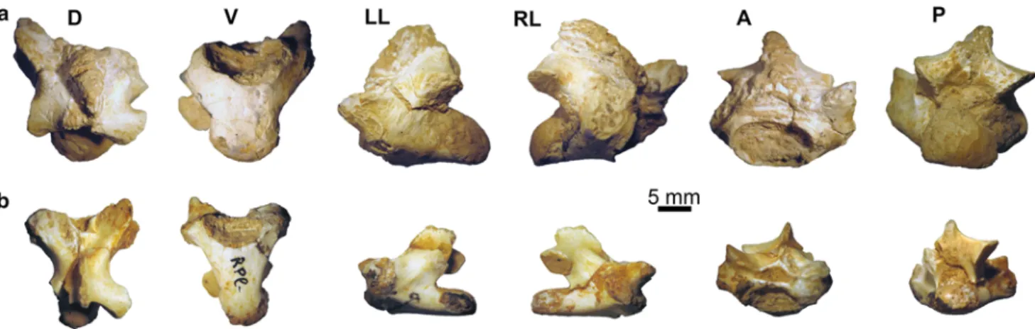 Fig. 3 Varanus sp. from the late Miocene (MN 10) of Ravin de la Pluie and extant Varanus griseus