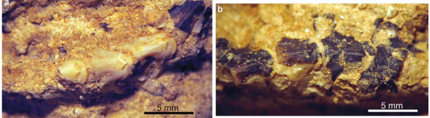 Fig. 4 ‘‘Colubrinae’’ indet. from the late Miocene (MN 10) of Ravin de la Pluie. a Portion of the matrix with articulated vertebrae (RPl 302).