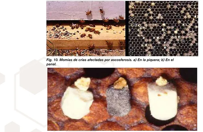 Fig. 10. Momias de crías afectadas por ascosferosis. a) En la piquera; b) En el  panal.