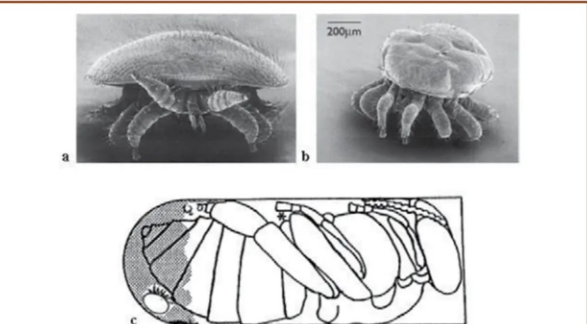 Fig. 19. Varroa destructor: a. Hembra adulta; b. Macho; c. Ubicación más  frecuente del sitio de alimentación preparado por la hembra fundadora  (Donzé et al., 1998).