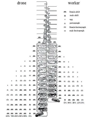 Fig. 20. Desarrollo diario de Varroa y descendencia en celdas de  obreras y de zánganos de Apis mellifera