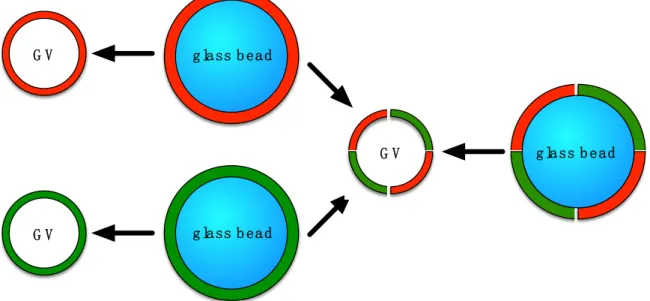 Figure 1. Schematic view of the formation of giant vesicles (GVs) by hydration of a glass-supported  thin film of phospholipids while shaking