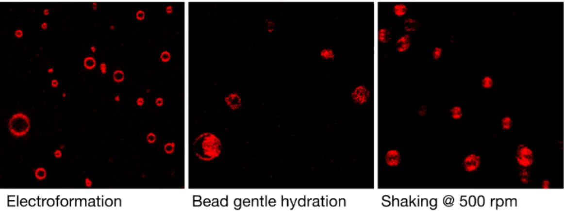 Figure 2. Typical qualitative perception of vesicle densities are represented in these low magnification  images  of  a  population  of  DPPC  GVs  formulated  by  different  techniques  in  ultra-pure  water