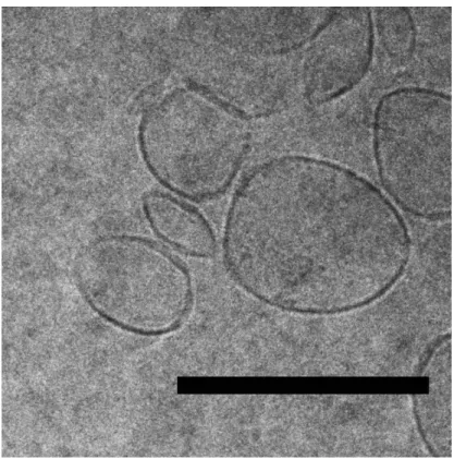 Figure S10. Magnification of a cryo transmission electron micrograph of Sur-PC-Sur (1) showing the bimodal distribution of  faceted and non-faceted vesicles and the presence of non-vesicle material