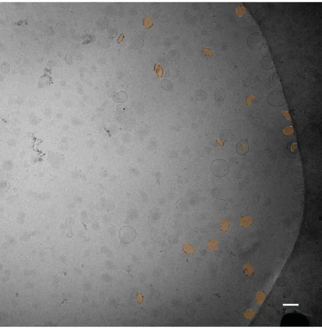 Figure S12. Cryo TEM image of Sur-PC-Sur (1) containing vesicles. Highlighted are the vesicles that were used to measure the  membranes’ thickness for facetted structures