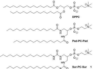 Figure S1. Molecular structure of the natural phospholipid DPPC, the artificial 1,3-diamido phospholipid Pad-PC-Pad and the  artificial 1,3-diurea phospholipid Sur-PC-Sur (1).