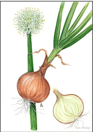 Figure 05 : L’espèce d’Allium cepa (Neuman, 2002). 