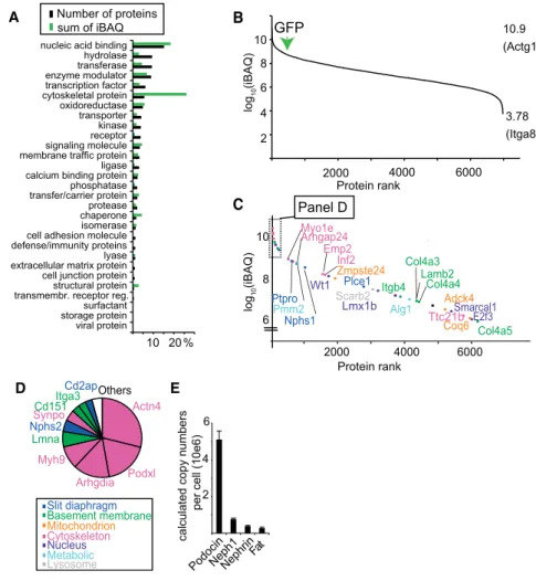 Figure 1. Absolute Quantiﬁcation of the Native Podocyte Proteome