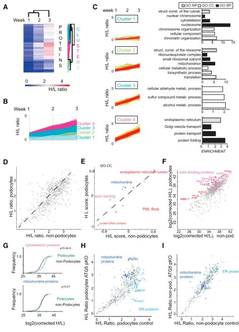 Figure 5. Integration of Podocyte Prote- Prote-ome Dynamics and Deep Proteomics  Map-ping Demonstrate Proteostatic Podocyte Features