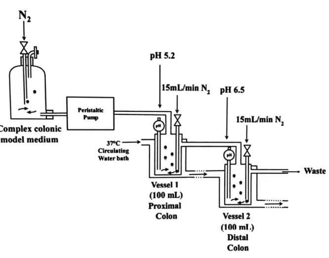 Figure 5: Schéma de l'installation du modèle intestinal infantile (Brück, 2017)