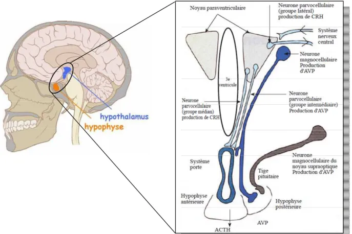 Figure 3: Structures de l'hypothalamus et de l'hypophyse et explications des parties composantes 