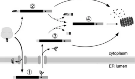 Figure 4: Schéma de la production de l'AVP à partir de la pré-pro-hormone 