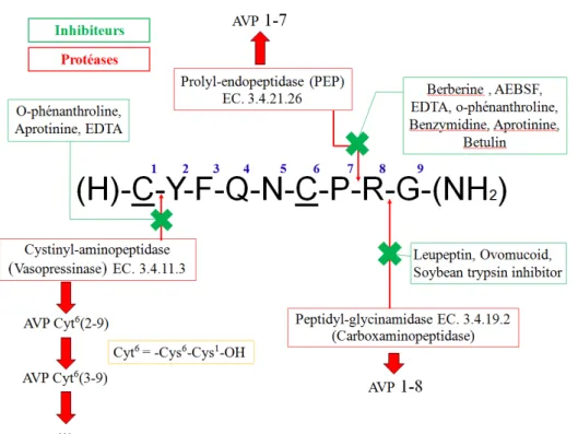 Figure 19: Sites de clivages des différentes protéases sur l'AVP et inhibiteurs correspondants 