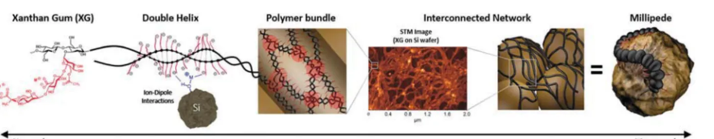 Fig. 10 Structural characteristics of xanthan gum from nanoscale to macroscale. Adapted from ref