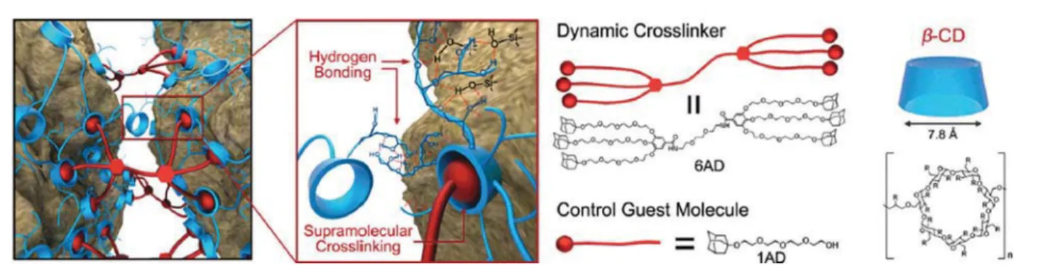 Fig. 11 Dynamic crosslinking base on the host–guest interaction between b-CD and 6AD. Adapted with permission from ref