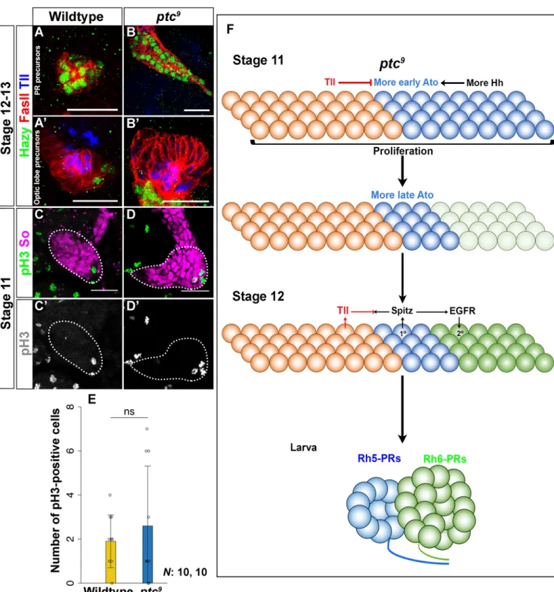 Fig 5. Hh signaling controls cell number in the optic placode. Tll (blue) expression in wildtype and ptc 9 mutants (stage 12–13 embryos)