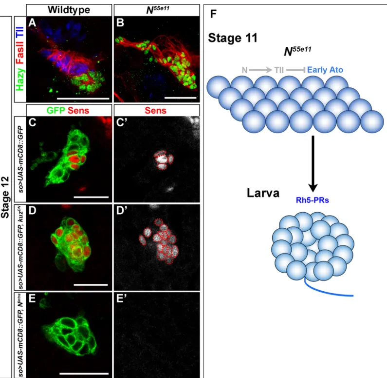 Fig 7. Notch represses sens-mediated binary cell fate decision and controls primary versus secondary PR precursor cell fate