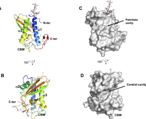 Fig. 3. Heligmosomoides polygyrus Venom Allergen-like Protein-4 (HpVAL-4) exports and binds cholesterol in vivo and in vitro