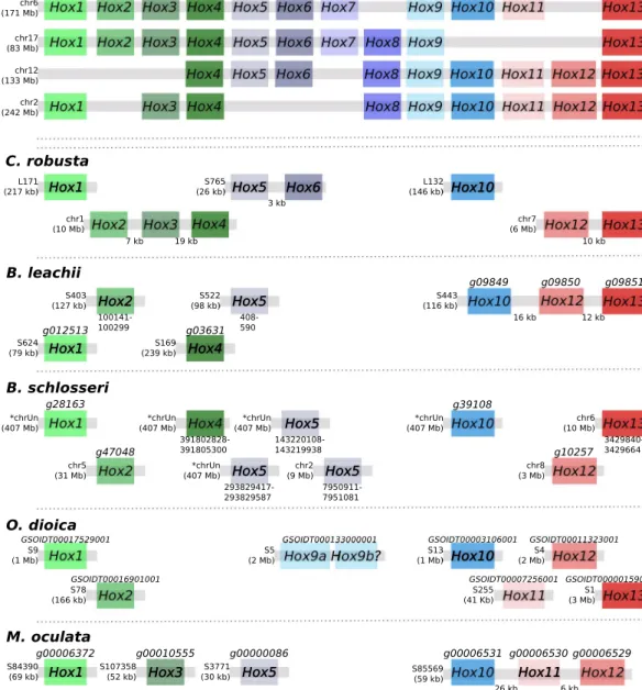 Figure 3.  Hox genes are dispersed and reduced in number within tunicate genomes. Schematic depicting Hox  gene linkages retained in five tunicate genomes in comparison to the ancestral Hox complex, which included  thirteen genes