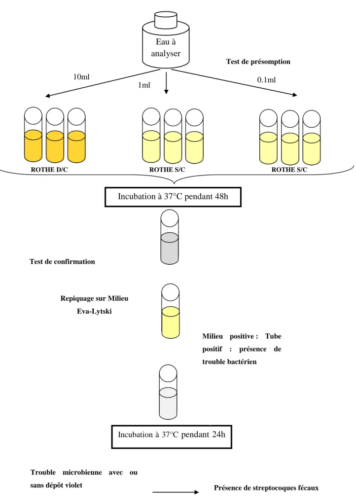 Recherche Et Dénombrement Des Coliformes En Milieux Liquides Méthode De Npp 32 8893