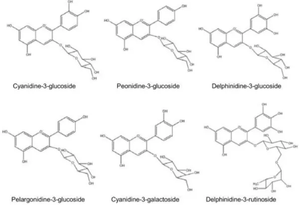 Figure 7. Main anthocyanins of coloured wheat grains (Source: Havrlentová et al. 2014)  The  anthocyanin  compounds  are  extractable  in  ethanol  or  methanol,  and  their  total  concentrations can be measured by analyses of anthocyanins pigmented absor