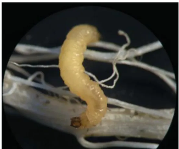 Fig. 5. D. virgifera virgifera larvae feeding   on maize roots.  