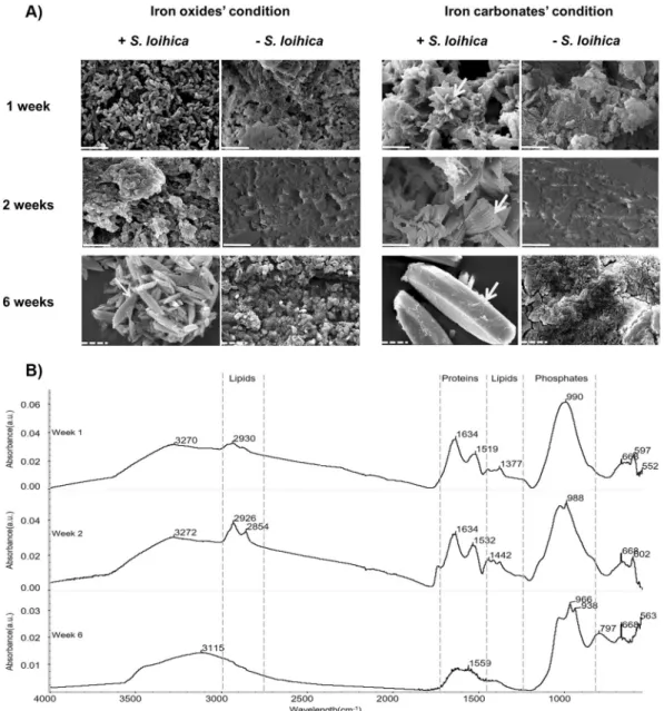 Figure 1.  Soluble Fe(III) reduction and biogenic mineral formation. (A) Scanning electron microscopy (SEM)  images of samples collected during iron reduction in Fe citrate-containing iron oxides (IOx) and carbonate  (ICarb) matrices in presence (+S