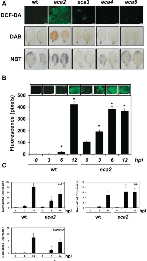 Fig. 2. Analysis of primed defense responses on eca2. A, Leaves from 4-week-old unchallenged Arabidopsis plants were stained using 5-(and-6)-carboxy-2,7- 5-(and-6)-carboxy-2,7-dichlorodihydrofluorescein diacetate (DCF-DA), 3-3 9 diaminobenzidine (DAB), and
