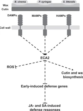Fig. 7. Hypothetical model of ECA2-dependent defense responses. Plants are always under the effect of different abiotic stimuli, including different lifestyle pathogens