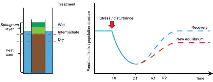 Fig. 1. Left: schematic cross-section through a mesocosm showing the peat and Sphagnum layer