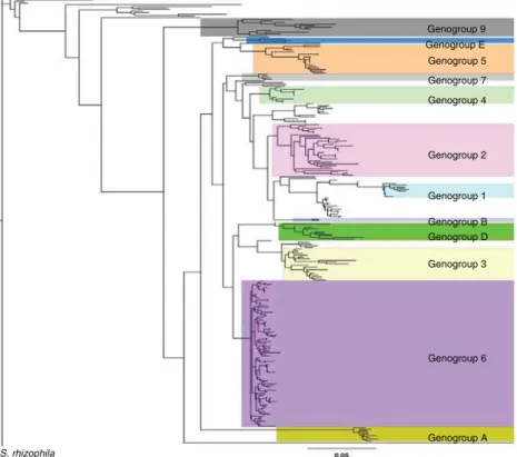 Fig. 2 Maximum-likelihood tree based on the concatenated sequences of the seven housekeeping gene fragments (3591 nt)