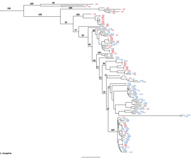 Fig. 3 Maximum-likelihood tree based on the concatenated sequences of the seven housekeeping gene fragments (3591 nt)
