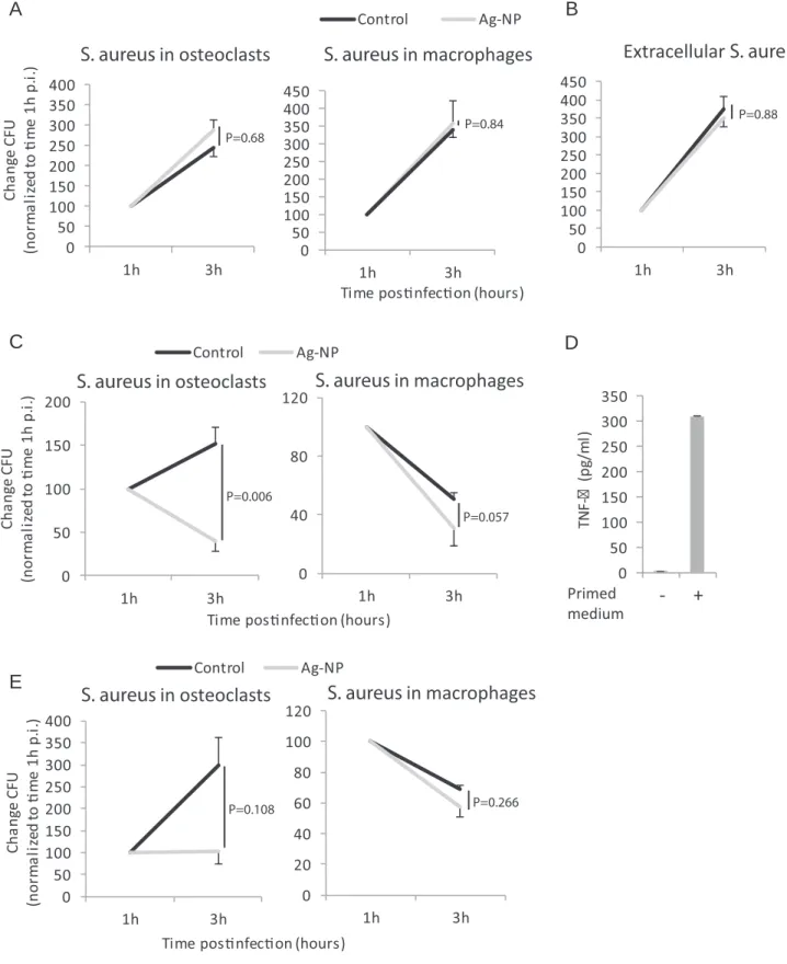 Figure 3. Viability of S. aureus in activated cells after Ag-NP incubation. Cells were treated with Ag-NP and were then infected with S