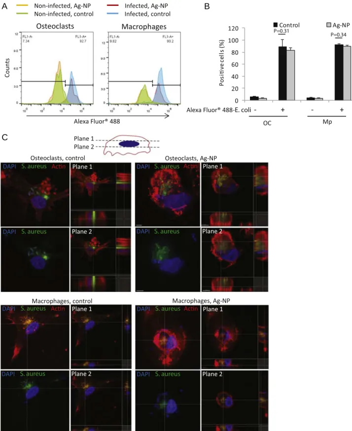 Figure 4. Ag-NP do not interfere with bacterial uptake. Cells were treated with Ag-NP before challenge with green fluorescent E