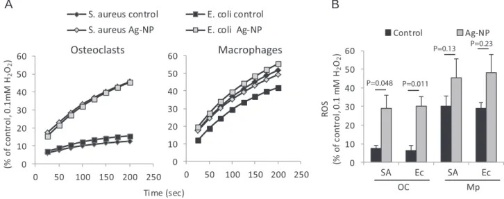 Figure 5. AG-NP increase ROS responses towards bacteria in osteoclasts. Cells were treated with Ag-NP before challenge with live S