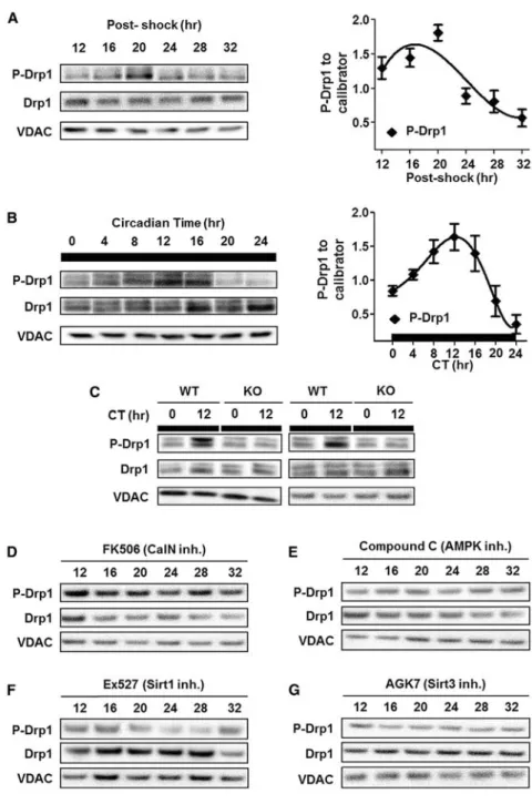Figure 3. DRP1 Phosphorylation Is under Clock Control