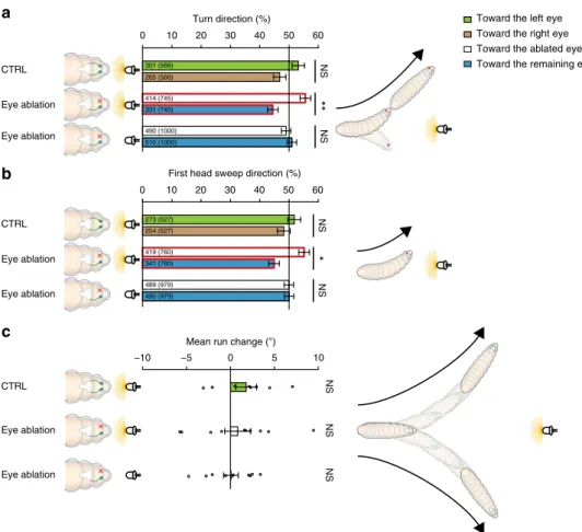 Fig. 2 Unilateral sensing larvae bias their ﬁ rst head sweep direction and their turn direction toward the side of their blinded eye, when they are heading toward a light source