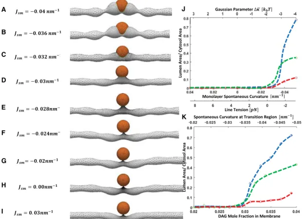 Figure 1. Computed Conformations of an ER Tubule Containing a LD The model used for the computations is illustrated in Figures S1 and S2.