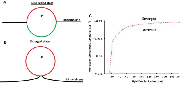 Figure 2. Computed Positioning of LD in Flat ER Membrane The model used for the computations is illustrated in Figures S1 and S2.