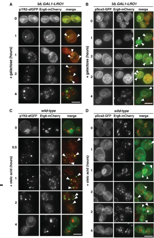Figure 5. FIT2 Proteins Become Enriched at Sites of LD Biogenesis