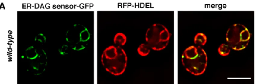 Figure S7. The ER-DAG is enriched at LD biogenesis sites. Related to Figure 7. 