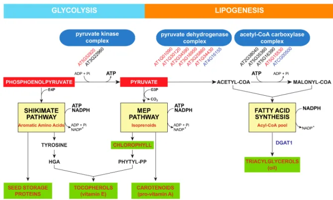 Figure 4. Plastidic intersection of the shikimate pathway, the methyl erythritol phosphate pathway, and lipogenesis