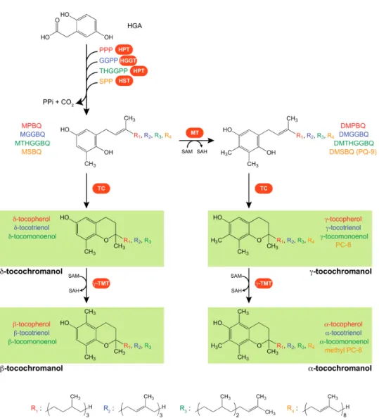 Figure 1. Tocochromanol biosynthetic pathways in plants. Tocochromanol and prenyl benzoquinol chemical structures and biosynthetic enzymes (highlighted in orange)