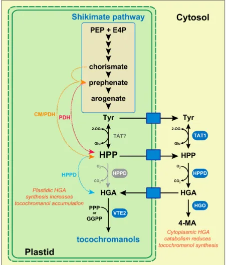 Figure 2. Biosynthesis and transport of homogentisate in plants. Red, orange, and blue dotted lines correspond to transgenic plants overexpressing the coding sequence of yeast PDH, bacterial CM/PDH, and plant HPPD, respectively, all fused to a sequence enc