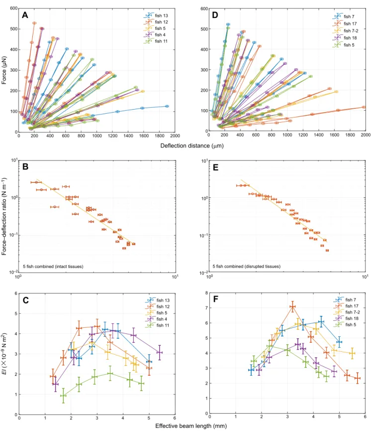 Fig. 2. Elasticity measurements for caudal fins. (A-C) Data for intact fins; (D-F) data for disrupted fins