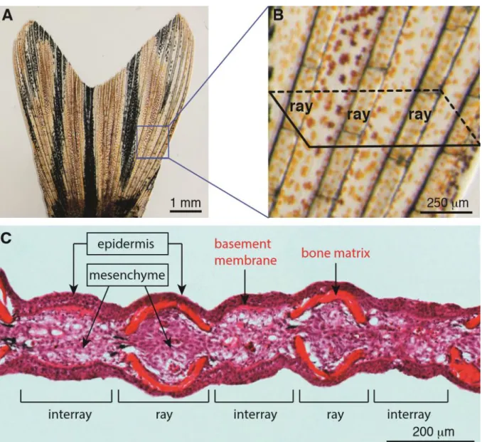 Fig. S1: The structural and histological organization of a caudal fin in adult zebrafish