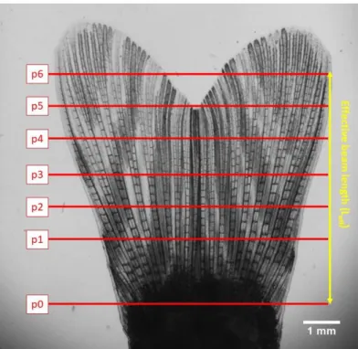 Fig.  S4:  Proximal-distal deflection positions  in normal  fins.  The  red  lines  (positions p1-p6)  indicate the 6 deflection positions along the fin